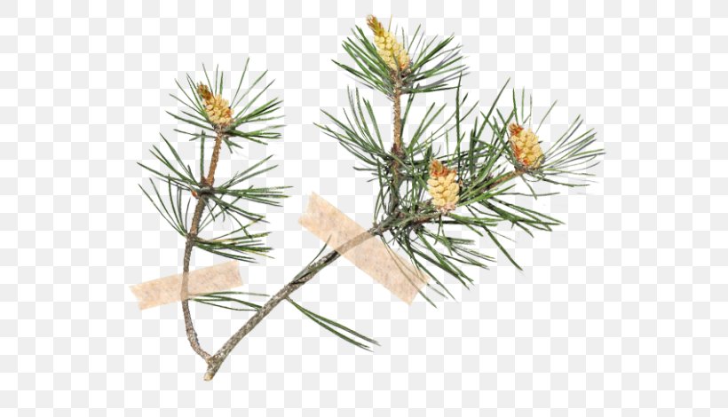 Stone Pine Scots Pine Rose Hip Spruce Fir, PNG, 560x470px, Stone Pine, Branch, Conifer, Dogrose, Evergreen Download Free