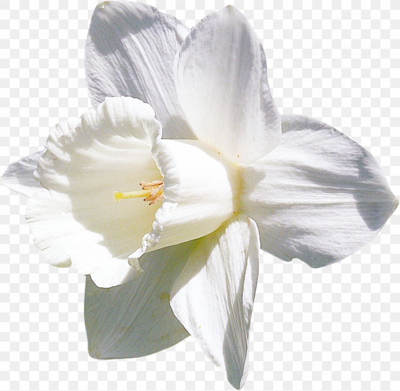 Daffodil White Flower Clip Art, PNG, 2770x2706px, Daffodil, Amaryllis Belladonna, Amaryllis Family, Ansichtkaart, Color Download Free