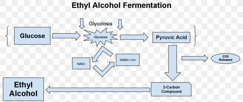 Ethanol Fermentation Diagram Alcoholic Drink, PNG, 1100x465px, Ethanol Fermentation, Acid, Alcohol, Alcoholic Drink, Anaerobic Respiration Download Free