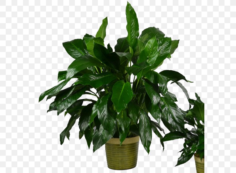 Peace Lily Houseplant Flowerpot Leaf Evergreen, PNG, 600x600px, Peace Lily, Bao Bao, Basket, Bonsai, Evergreen Download Free