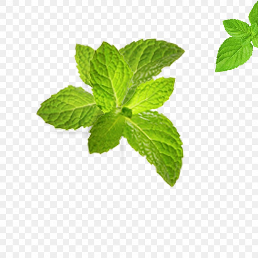 Tea Leaf Green Computer File, PNG, 945x945px, Tea, Gratis, Green, Herb, Herbalism Download Free