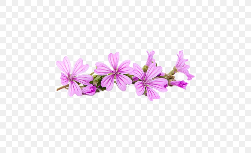 Flower Mallows Plant Violet, PNG, 500x500px, Flower, Belle Fiori Ltd, Blossom, Cut Flowers, Flowering Plant Download Free