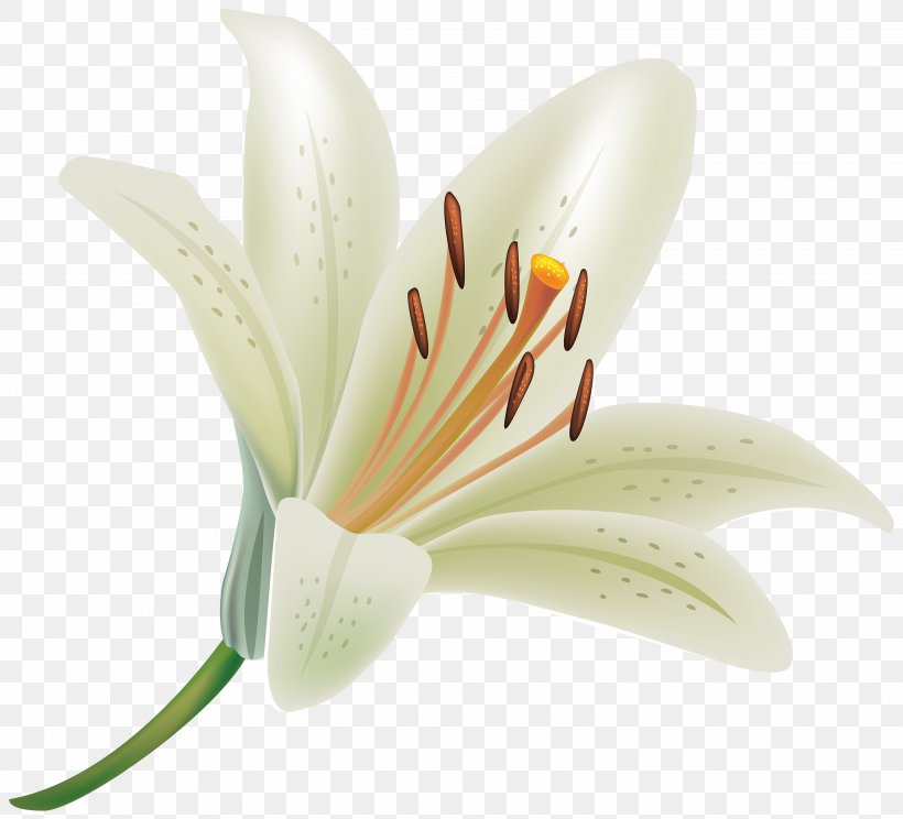 Lilium Candidum Tiger Lily Flower Clip Art, PNG, 3000x2723px, Lilium Candidum, Cut Flowers, Flower, Flowering Plant, Lilium Download Free