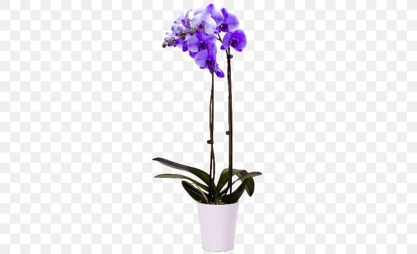 Moth Orchids Lilac Singapore Orchid Cut Flowers, PNG, 500x500px, Moth Orchids, Blue, Cattleya, Cattleya Orchids, Color Download Free