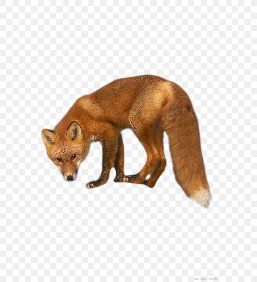 Red Fox Dhole Kit Fox Fur, PNG, 600x900px, Red Fox, Animal, Carnivoran, Dhole, Dog Like Mammal Download Free