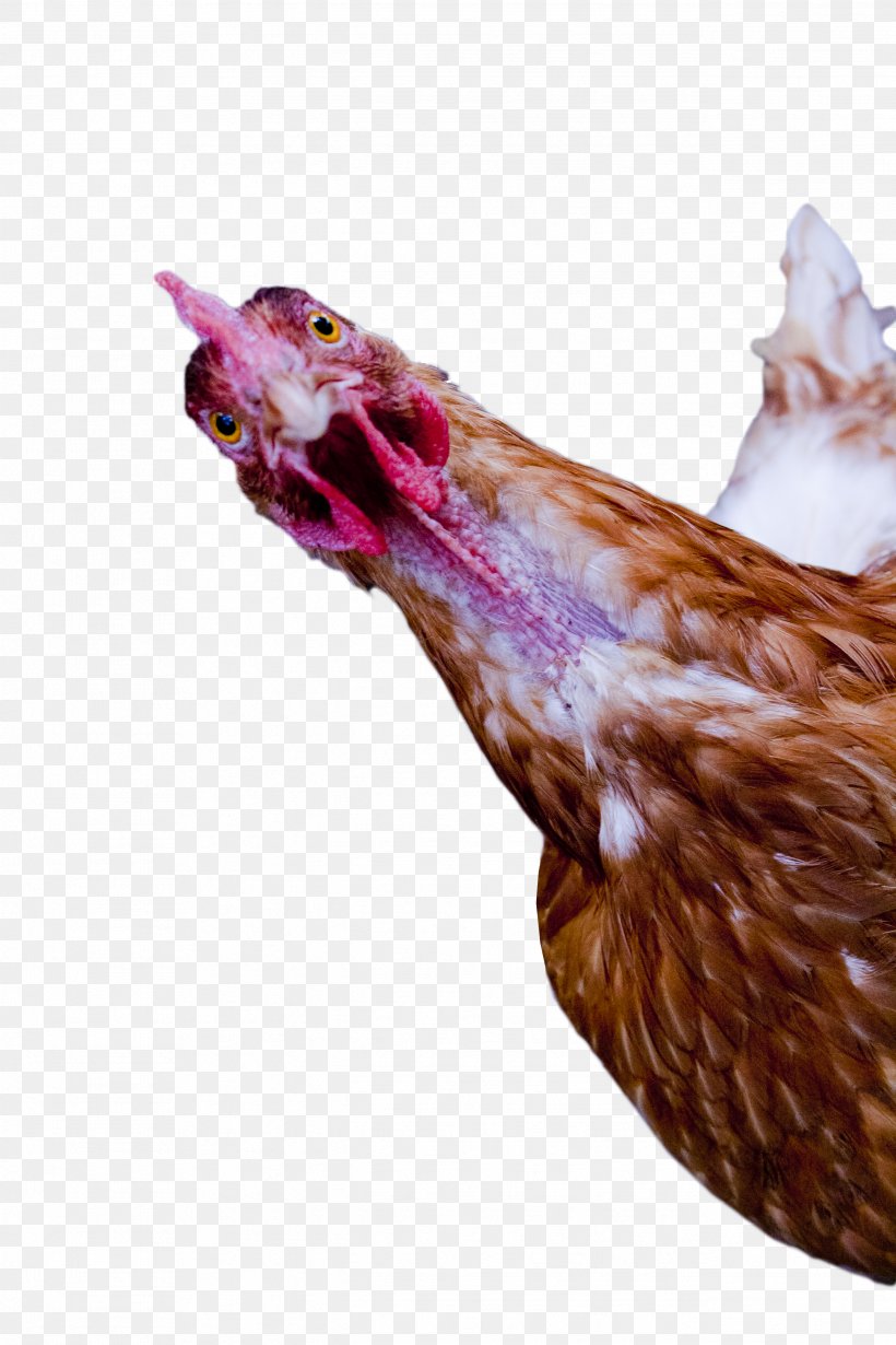 Rooster, PNG, 2592x3888px, Rooster, Beak, Chicken, Galliformes, Livestock Download Free