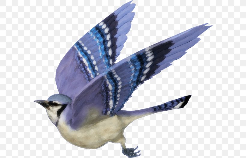 Blue Jay Clip Art Image Bird, PNG, 600x527px, Blue Jay, Beak, Bird, Blue, Fauna Download Free