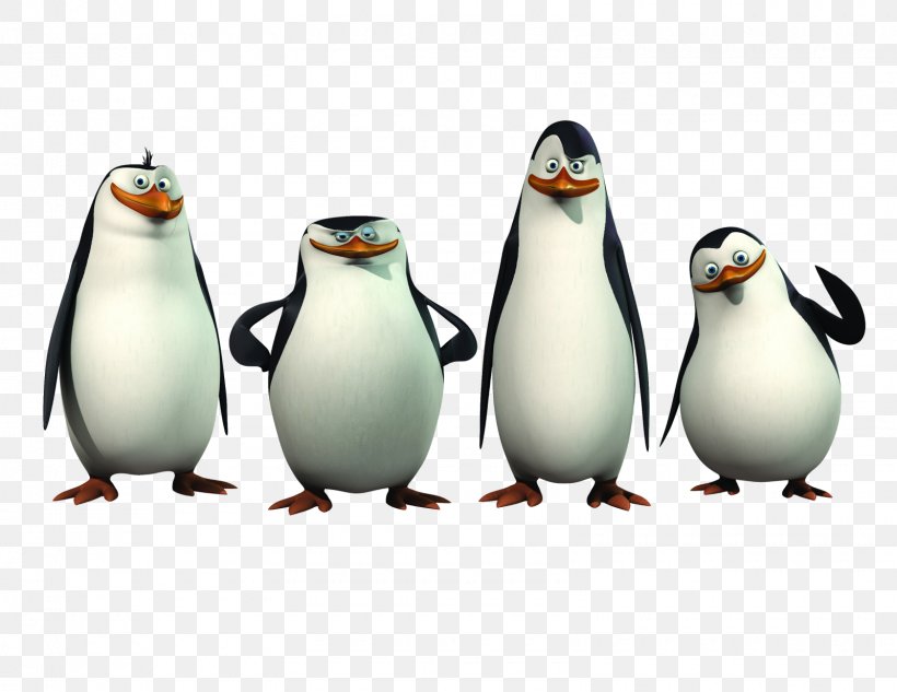 Kowalski Skipper Penguin Madagascar Wallpaper, PNG, 1600x1236px, Kowalski, Beak, Bird, Chris Miller, Chris Rock Download Free