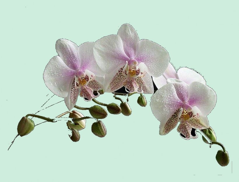 Moth Orchids Flower Paphinia, PNG, 1004x768px, Moth Orchids, Birthday, Blossom, Flora, Flower Download Free