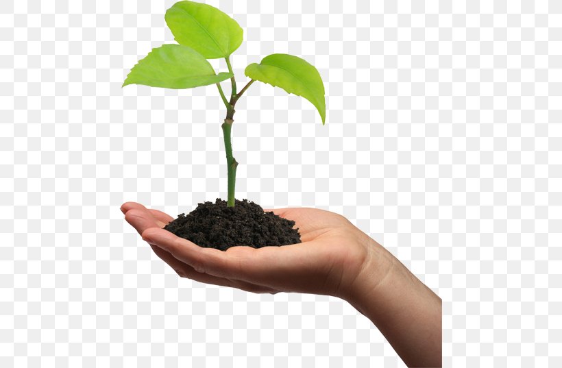 Plant Cell Seedling Gum Arabic Tree Pea, PNG, 471x537px, Plant, Botany, Bulb, Flowerpot, Gum Arabic Tree Download Free