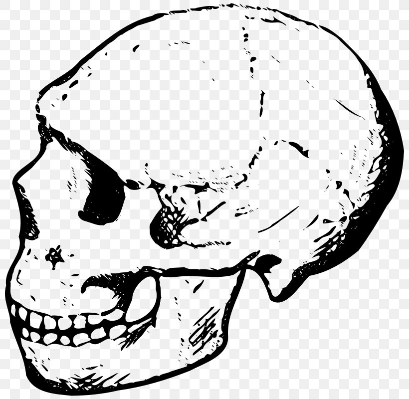 Skull Black And White Clip Art, PNG, 800x800px, Skull, Area, Black And White, Bone, Free Content Download Free