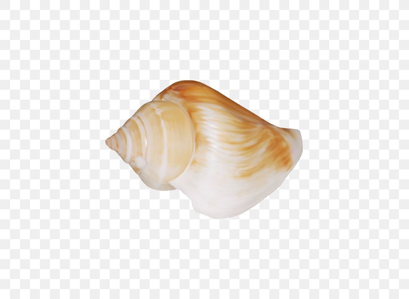 Cockle Seashell Sea Snail Shankha Conchology, PNG, 600x600px, Cockle, Beach, Clams Oysters Mussels And Scallops, Conch, Conchology Download Free