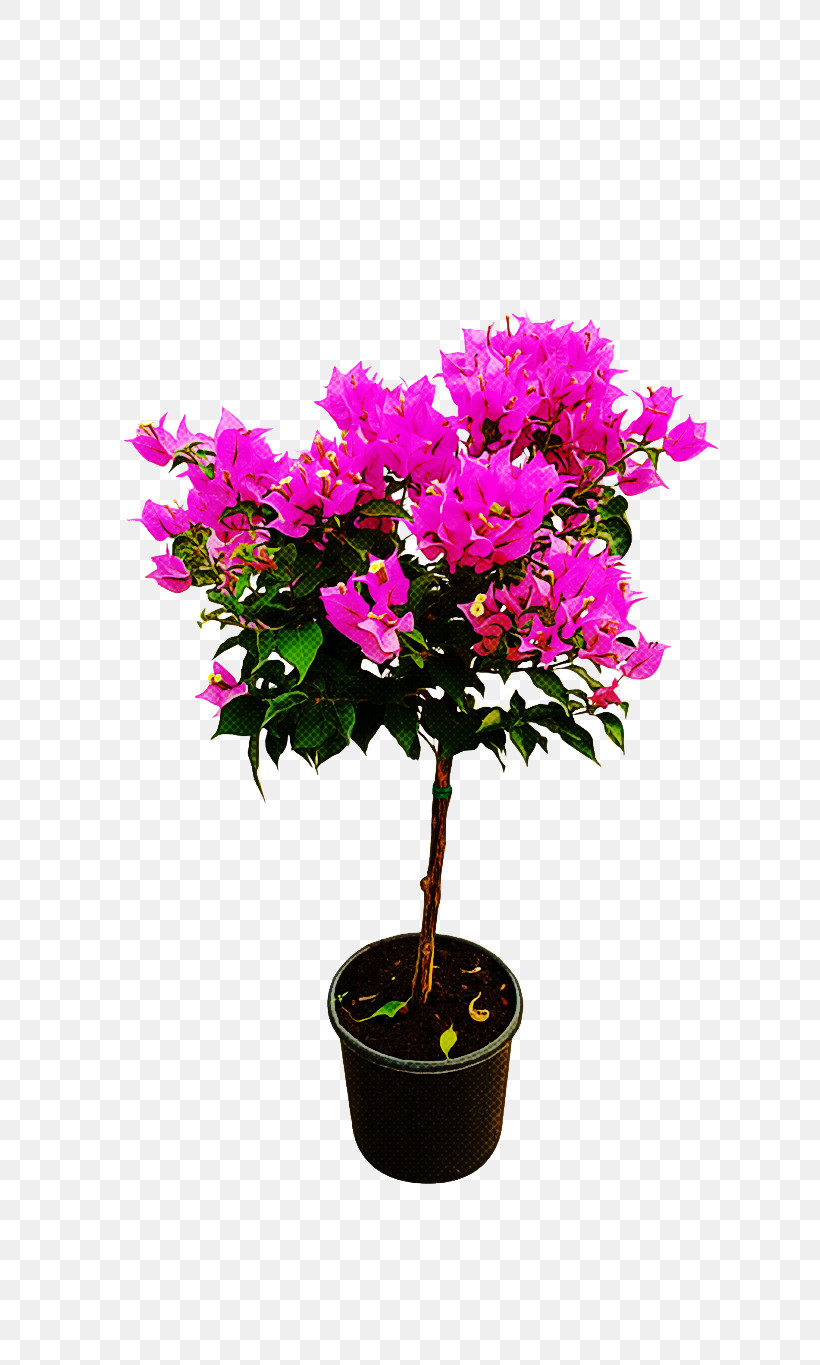 Flower Plant Flowerpot Bougainvillea Shrub, PNG, 768x1365px, Flower, Azalea, Bougainvillea, Flowerpot, Pink Download Free