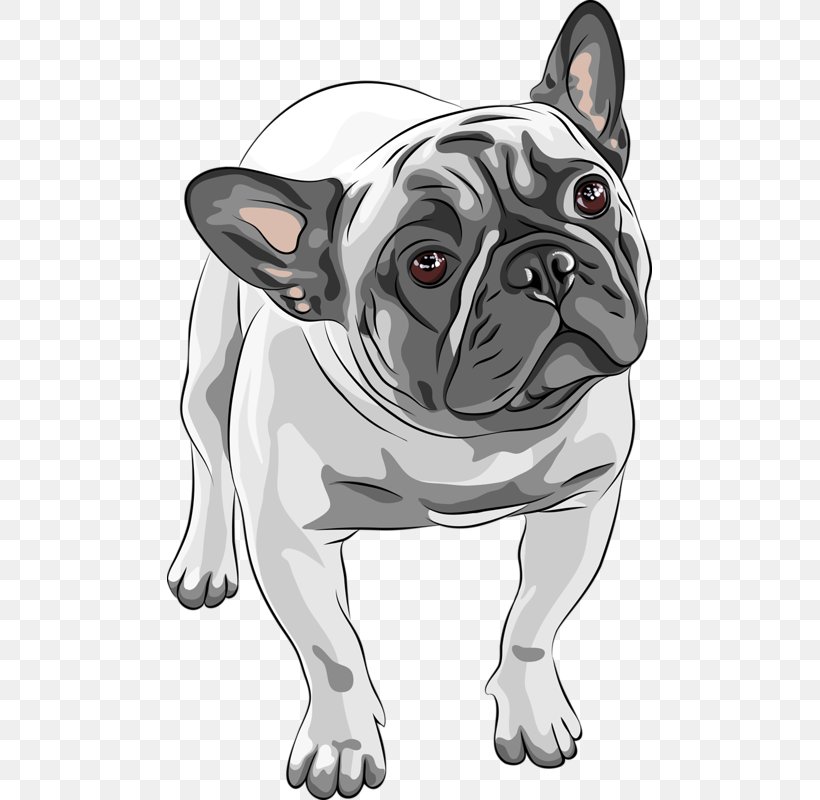 French Bulldog American Bulldog Puppy, PNG, 485x800px, French Bulldog, American Bulldog, Black And White, Breed, Bulldog Download Free
