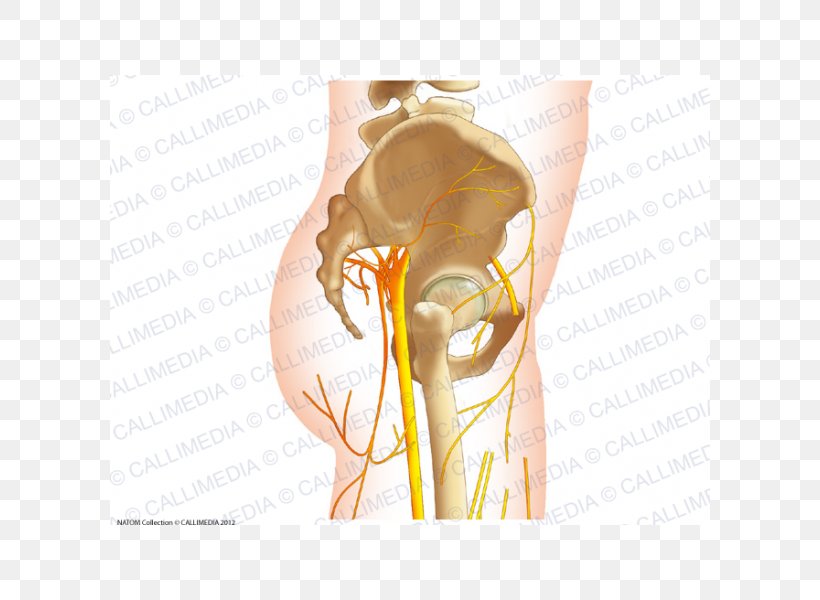 Nerve Human Anatomy Hip Pelvis, PNG, 600x600px, Watercolor, Cartoon, Flower, Frame, Heart Download Free