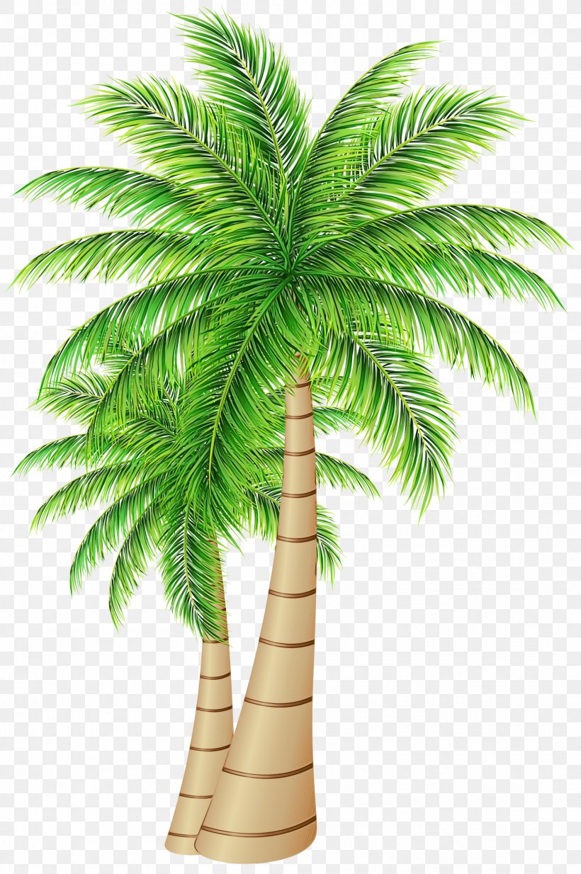 Palm Trees Date Palm Coconut Clip Art, PNG, 1993x3000px, Palm Trees, Arecales, Attalea Speciosa, Botany, Branch Download Free