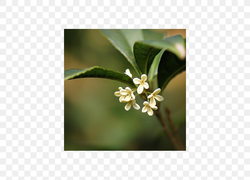 Plant Sweet Osmanthus, PNG, 550x591px, Plant, Sweet Osmanthus Download Free