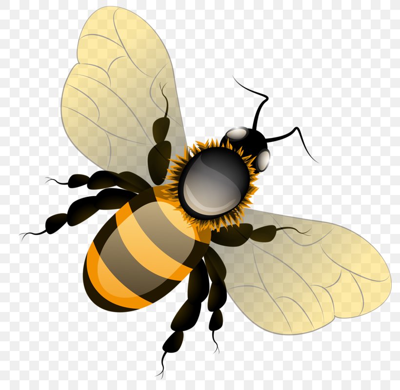 Honey Bee Butterfly Clip Art, PNG, 786x800px, Honey Bee, Arthropod, Bee, Butterflies And Moths, Butterfly Download Free