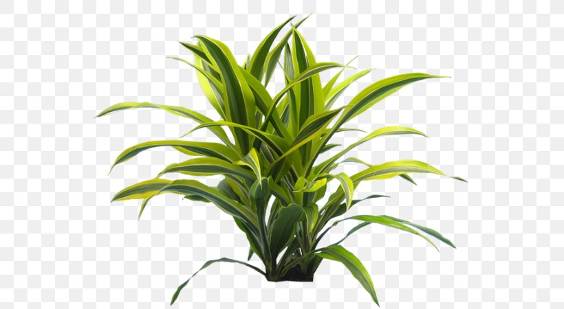 Houseplant Leaf Dracaena Flowerpot, PNG, 568x450px, Houseplant, Aquarium Decor, Chinese Evergreens, Dracaena, Evergreen Download Free