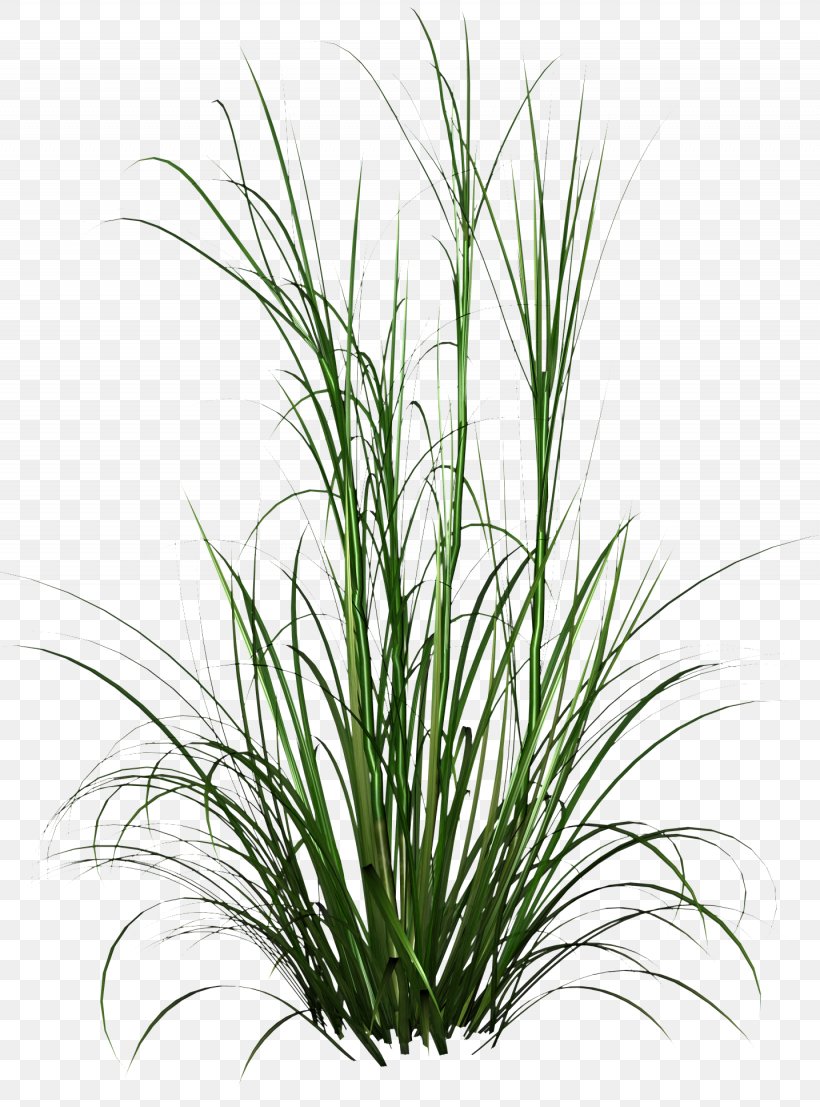 Tall Grass HD Photo, PNG, 1435x1938px, Image File Formats, Chrysopogon Zizanioides, Commodity, Grass, Grass Family Download Free