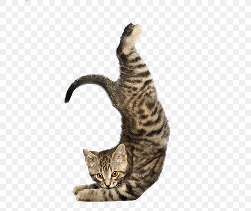 Yoga Cats: The Purrfect Workout Yoga Dogs, PNG, 650x689px, Cat, American Shorthair, Asian, Bengal, Calendar Download Free