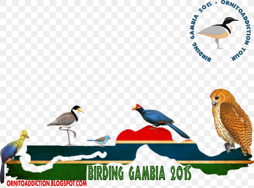 Beak Fauna Wildlife Clip Art, PNG, 1600x1188px, Beak, Advertising, Bird, Fauna, Organism Download Free