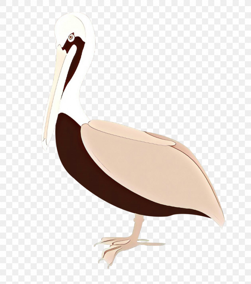 Bird Pelican Beak Flightless Bird Ibis, PNG, 904x1024px, Bird, Beak, Ciconiiformes, Flightless Bird, Ibis Download Free