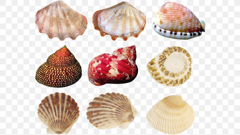 Cockle Oyster Seashell Conchology, PNG, 600x462px, Cockle, Cdr, Clam, Clams Oysters Mussels And Scallops, Conch Download Free