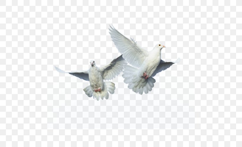 Domestic Pigeon Columbidae Bird Flight, PNG, 500x500px, Domestic Pigeon, Beak, Bird, Bird Flight, Columbidae Download Free