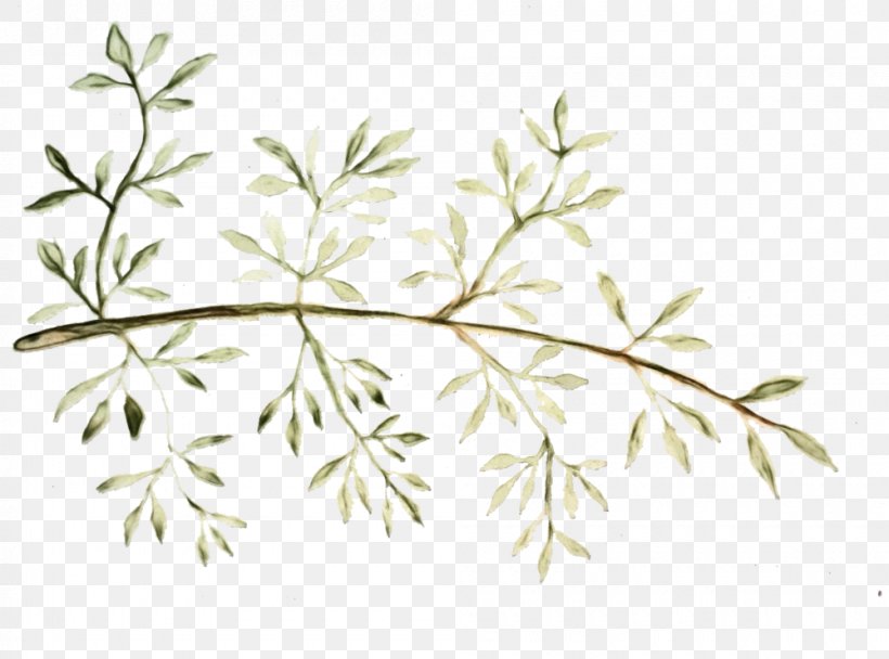 Family Tree Drawing, PNG, 1000x742px, Watercolor, Branch, Drawing, Flora, Flower Download Free