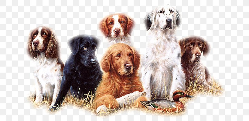 Irish Setter English Setter Sussex Spaniel Barbet Hunting Dog, PNG, 682x400px, Irish Setter, Barbet, Carnivoran, Companion Dog, Dog Download Free