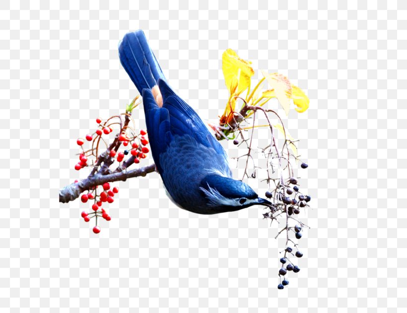 Bird Of Prey Centerblog Friendship, PNG, 600x631px, Bird, Beak, Bird Of Prey, Blog, Blue Download Free