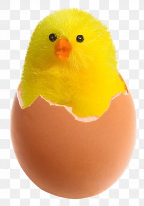 boiled egg chicken AI Generative 28538301 PNG