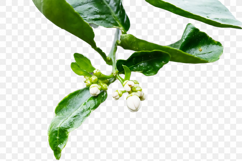 Fruit Tree, PNG, 1920x1280px, Leaf, Biological Pest Control, Biology, Branch, Bud Download Free