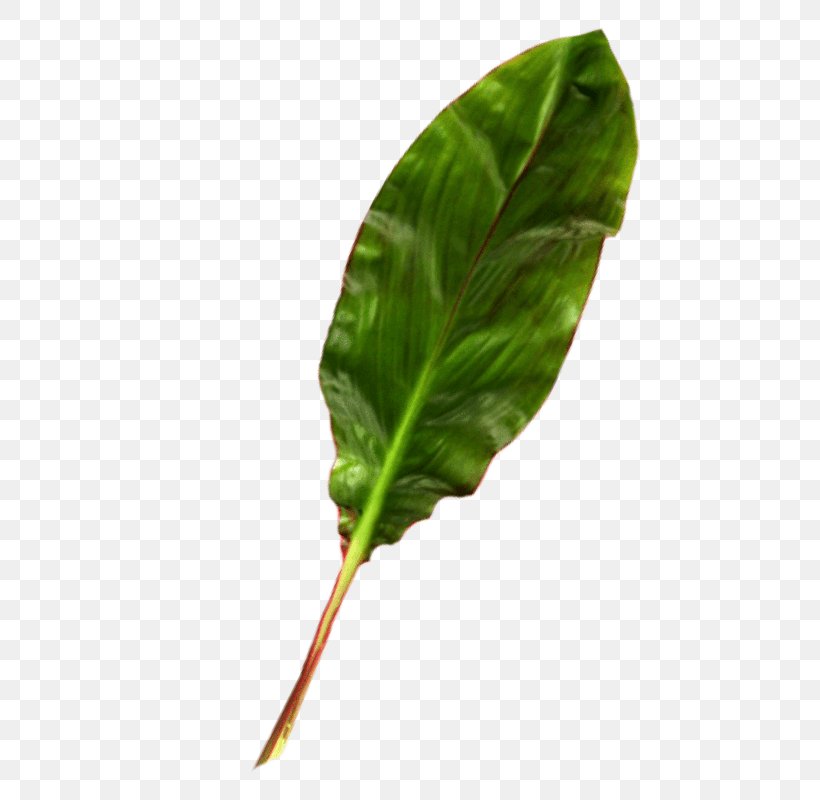 Green Leaf Background, PNG, 800x800px, Leaf, Anthurium, Chard, Choy Sum, Cut Flowers Download Free