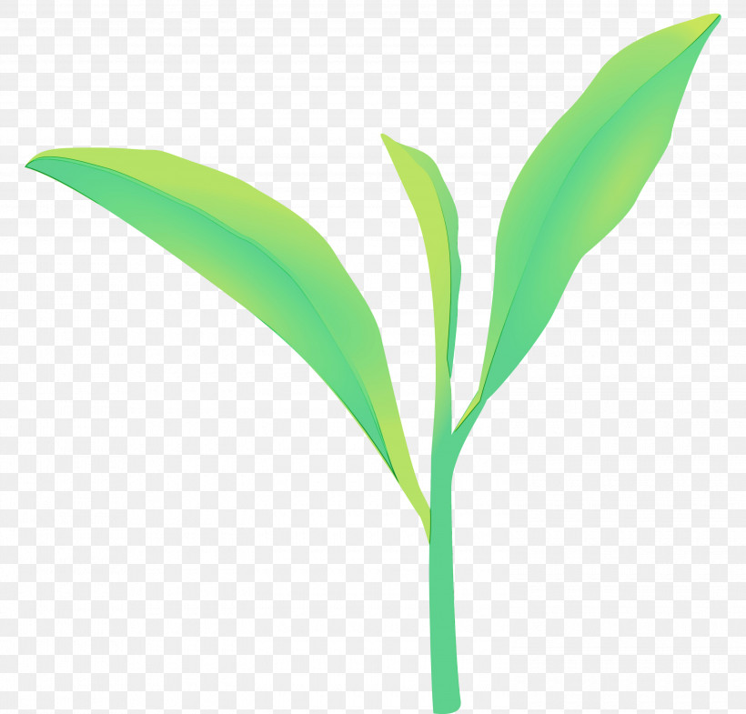 Leaf Green Plant Flower Lily Of The Valley, PNG, 3000x2874px, Tea Leaves, Flower, Grass, Green, Leaf Download Free