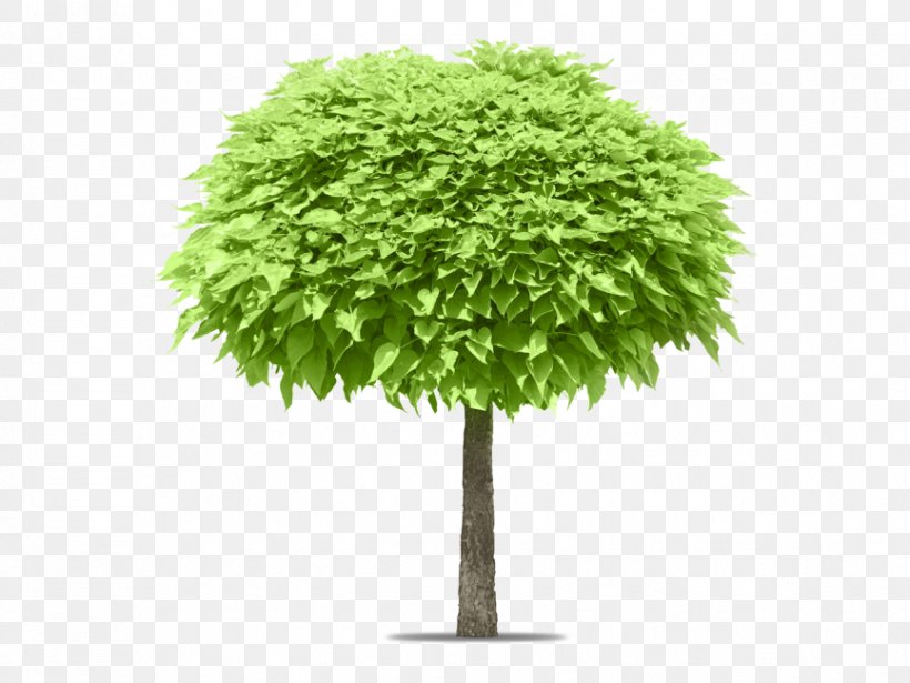 Stock Photography Tree Evergreen Image, PNG, 866x650px, Stock Photography, Bonsai, Deciduous, Evergreen, Flowerpot Download Free