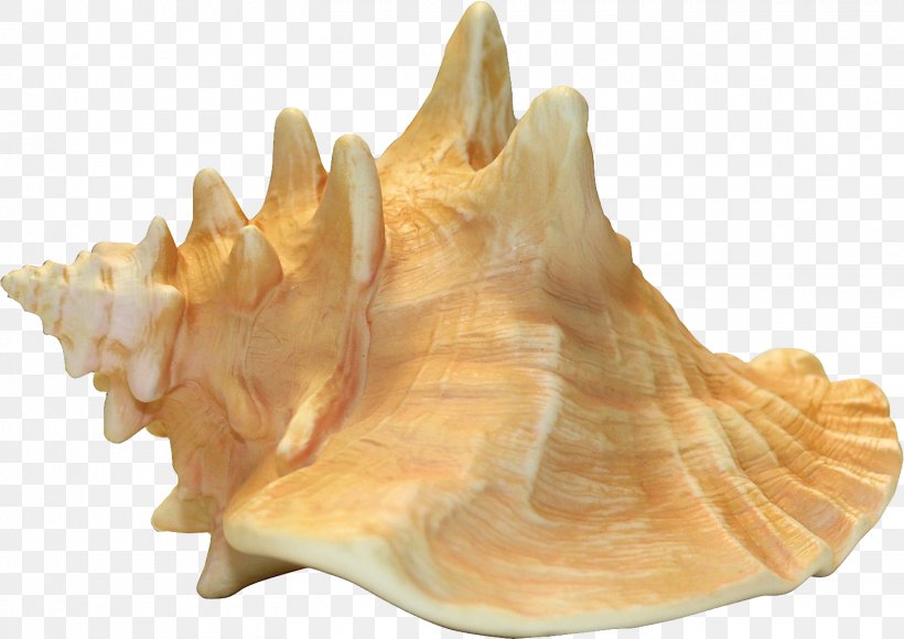 Taiyaki Shankha Conch, PNG, 1452x1028px, Lord Of The Flies, Conch, Image File Formats, Internet Media Type, Lobatus Gigas Download Free