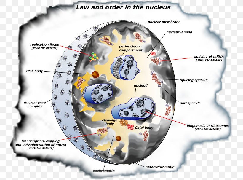 Cell Nucleus Euchromatin Heterochromatin DNA Replication, PNG, 750x607px, Cell Nucleus, Cajal Body, Cell, Cell Cycle, Cell Division Download Free