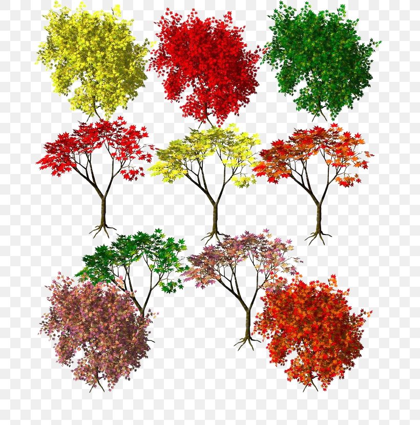 Maple Autumn Leaf Color Autumn Leaf Color Red, PNG, 686x830px, Leaf, Autumn, Autumn Leaf Color, Branch, Deciduous Download Free