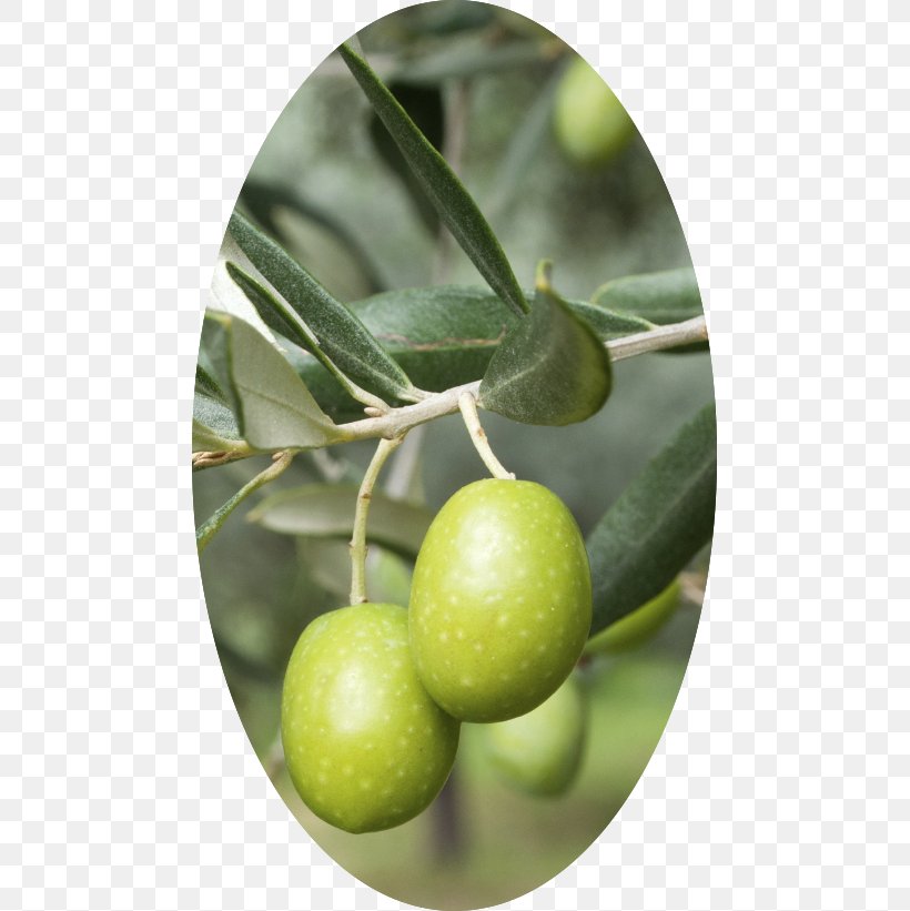 Mediterranean Cuisine Olive Oil Wine Olive Leaf, PNG, 473x821px, Mediterranean Cuisine, Coconut Oil, Cooking, Cooking Oils, Food Download Free
