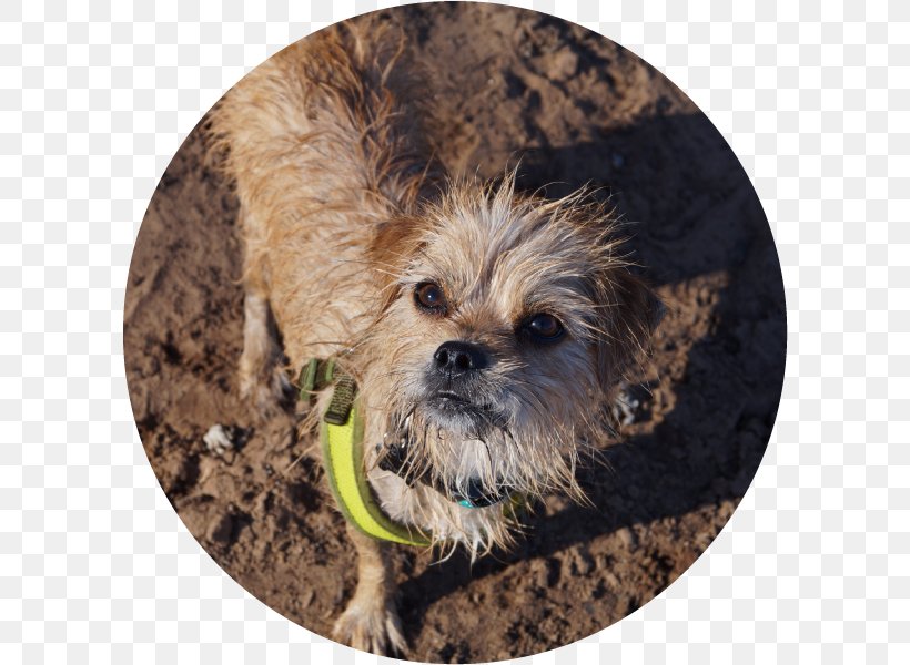 Cairn Terrier Border Terrier Norfolk Terrier Dandie Dinmont Terrier Glen, PNG, 600x600px, Cairn Terrier, Border Terrier, Carnivoran, Companion Dog, Dandie Dinmont Terrier Download Free