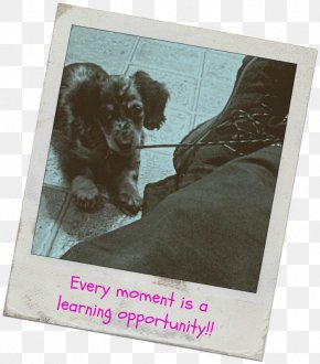 Dog - Dog Breed Puppy Love Picture Frames PNG
