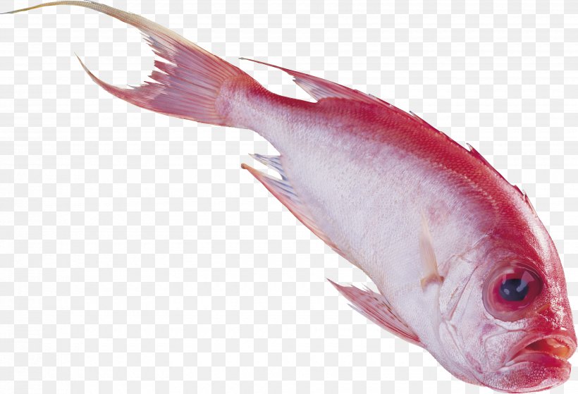 Fish Nemipterus Virgatus PhotoScape Clip Art, PNG, 3500x2386px, Fish, Animal, Animal Source Foods, Cod, Fauna Download Free