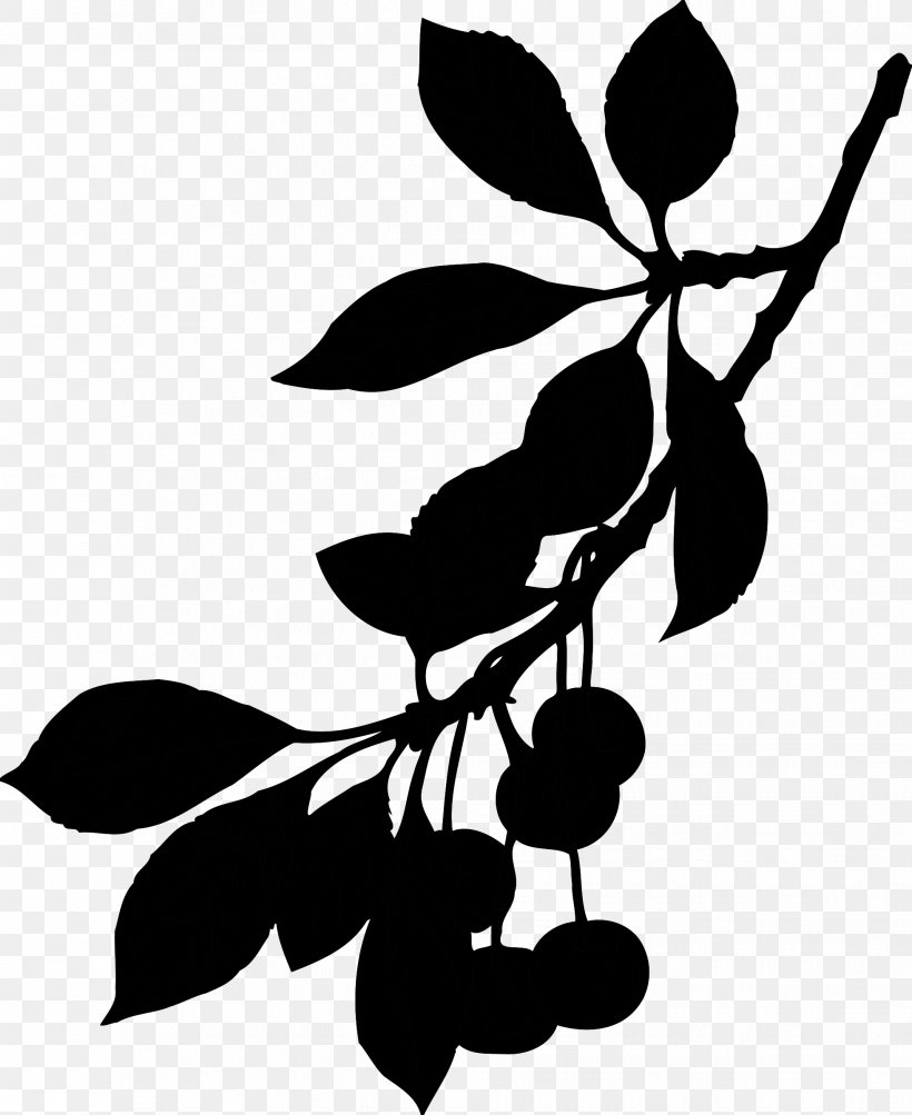 Fruit Cherries Image Drawing Vector Graphics, PNG, 1961x2400px, Fruit, Blackandwhite, Botany, Branch, Cherries Download Free