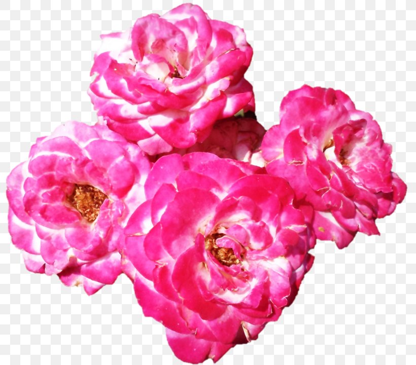 Garden Roses Cabbage Rose Floribunda Cut Flowers Petal, PNG, 1230x1080px, Garden Roses, Artificial Flower, Baking Powder, Cabbage Rose, Cooking Download Free
