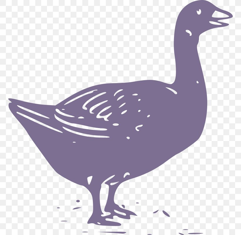 Goose Duck Bird Feather, PNG, 764x800px, Goose, Anatidae, Animal, Beak, Bird Download Free