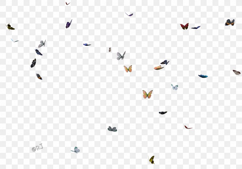 Insect Line Point Graphics Font, PNG, 1572x1103px, Insect, Area, Bird, Flock, Invertebrate Download Free