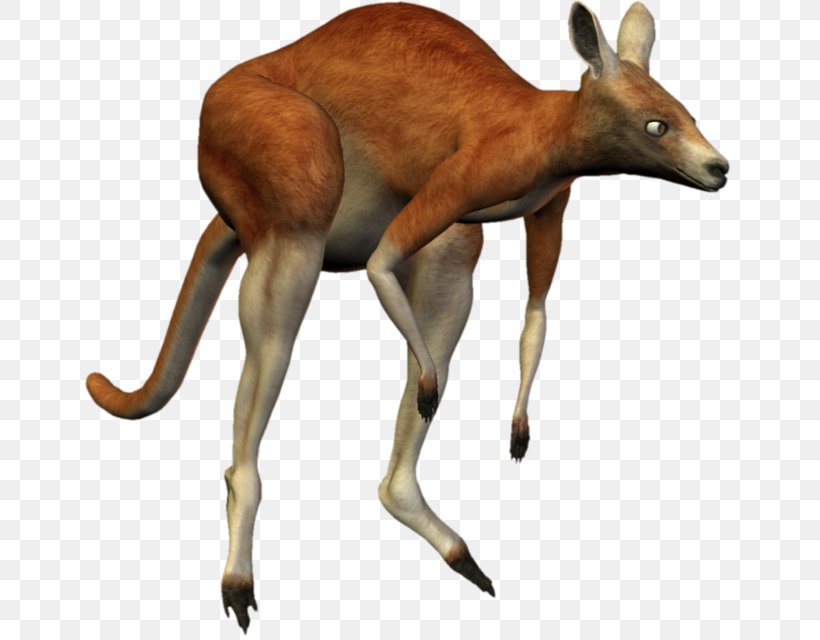 Kangaroo Macropodidae Musk Deers Animal, PNG, 650x640px, Kangaroo, Animal, Antelope, Blog, Deer Download Free