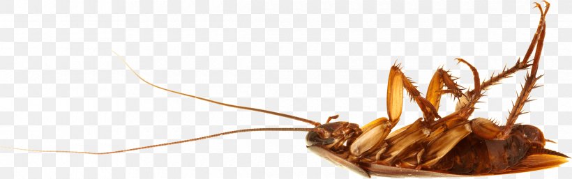American Cockroach Insect Roach Bait Pest Control, PNG, 2380x747px, Cockroach, American Cockroach, Blattodea, Confused Flour Beetle, German Cockroach Download Free